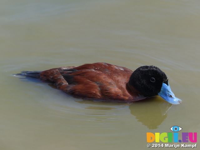 FZ006099 Blue-billed duck (Oxyura australis)